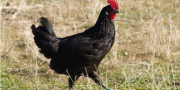 La reintroducción de la gallina negra castellana en el medio rural pasa por Guadalajara