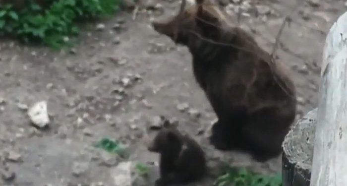 Ya son cinco los oseznos nacidos en El Hosquillo