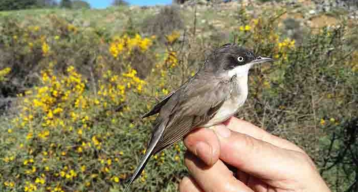 Estación de anillamiento científico de aves ‘Hortensis’ en Torremocha de Jadraque