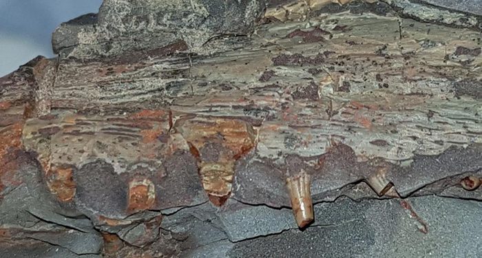 Aparecen restos fósiles de especies de anfibios y tiburones de más de 300 millones de años en una cantera y dos minas de Puertollano