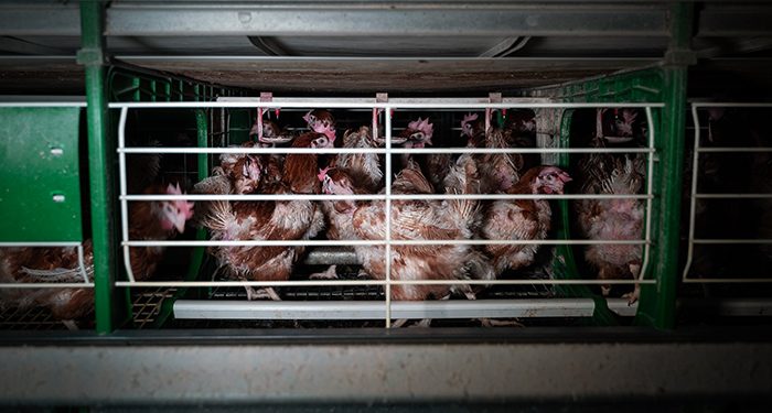 La ONG Equalia denuncia a una empresa avícola de Guadalajara por maltrato animal