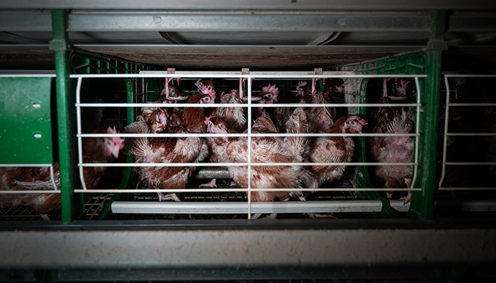 La ONG Equalia denuncia a una empresa avícola de Guadalajara por maltrato animal