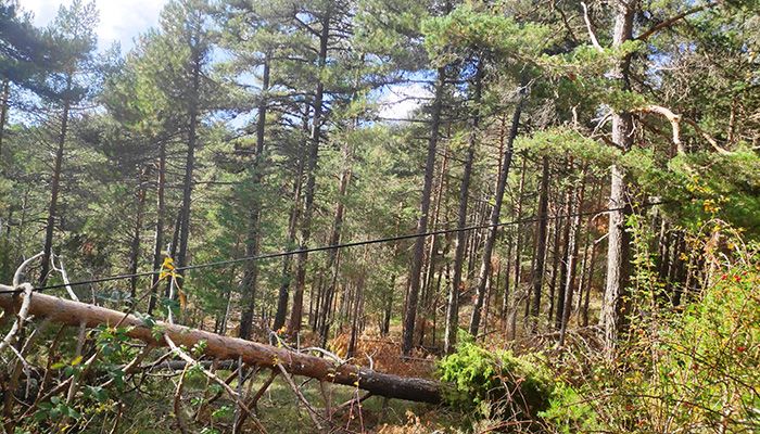 El PP denuncia que el Ayuntamiento de Las Majadas todavía no ha retirado los árboles caídos después del temporal del mes de abril