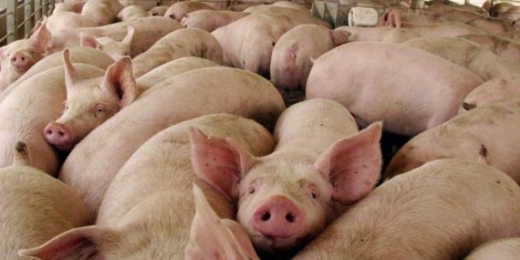 Unidas Podemos – Izquierda Unida de Guadalajara defiende las instalaciones de ganadería extensiva frente a las macrogranjas