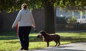 Si no recoges los excrementos de tu perro en Guadalajara te pueden caer 3.000 euros de multa