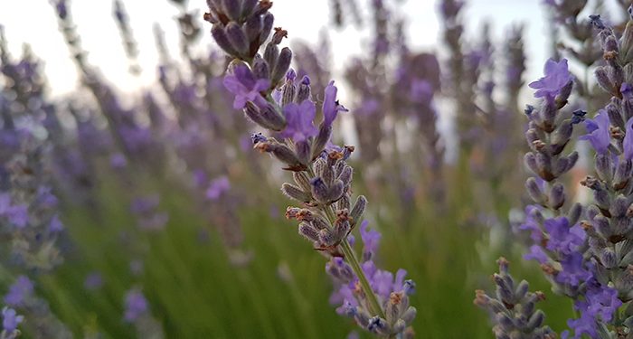 Publicadas las prórrogas de los compromisos agroambientales y las nuevas convocatorias por más de 60 millones de euros