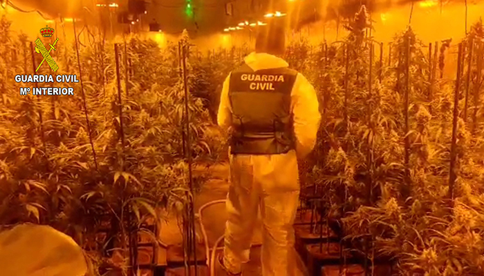 La Guardia Civil desmantela dos plantaciones de marihuana en Mesones y en Uceda
