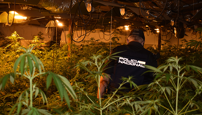 La Policía Nacional desmantela otro grupo criminal dedicado al cultivo de marihuana en Guadalajara y Azuqueca de Henares