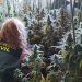 La Guardia Civil detiene en El Casar a dos personas por tráfico de drogas: tenían más de 600 plantas de marihuana La Guardia Civil detiene en El Casar a dos personas por tráfico de drogas: tenían más de 600 plantas de marihuana
