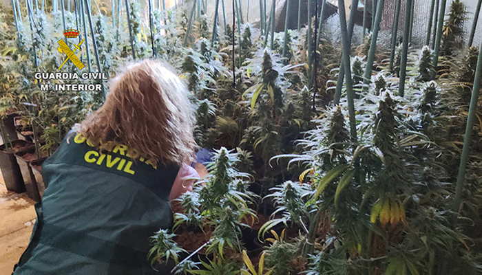 La Guardia Civil detiene en El Casar a dos personas por tráfico de drogas tenían más de 600 plantas de marihuana