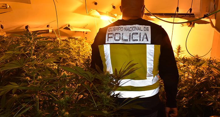 La Policía Nacional lleva a cabo, en un solo día, tres operaciones contra el cultivo ilegal de marihuana en Guadalajara