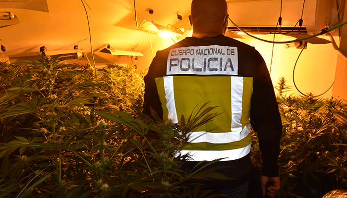 La Policía Nacional lleva a cabo, en un solo día, tres operaciones contra el cultivo ilegal de marihuana en Guadalajara