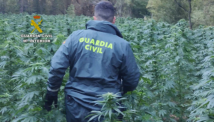 La Guardia Civil sigue desmantelando plantaciones de marihuana en Guadalajara esta vez en un paraje natural del Señorío de Molina