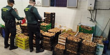 La Guardia Civil de Guadalajara detiene a siete personas e incauta más de una tonelada de setas