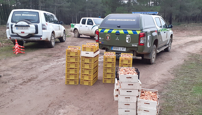 Agentes Medioambientales decomisan otros 180 kilos de níscalos en Tamajón