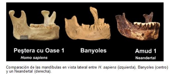 Hubo una especie humana distinta de los neandertales en Europa mucho antes de lo creído lo han descubierto investigadores de la UAH