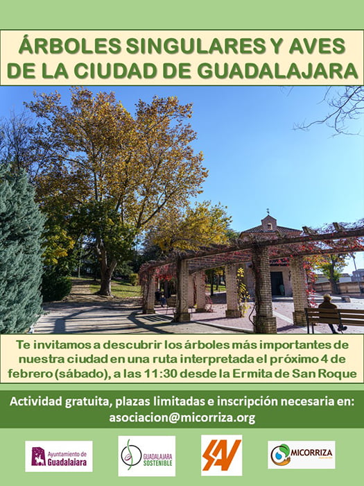 El Ayuntamiento de Guadalajara programa con la Asociación Micorriza una ruta interpretada de los árboles y aves más singulares de la ciudad