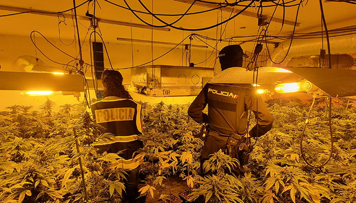 La Policía Nacional de Guadalajara interviene 1.261 plantas de marihuana, 8,2 kilos de cogollos y 122 gramos de hachís gracias a la colaboración ciudadana