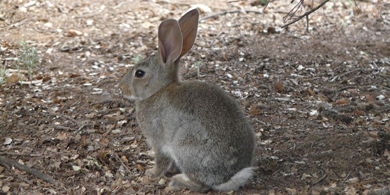 La Junta autorizará los controles de la plaga de conejos en Castilla-La Mancha
