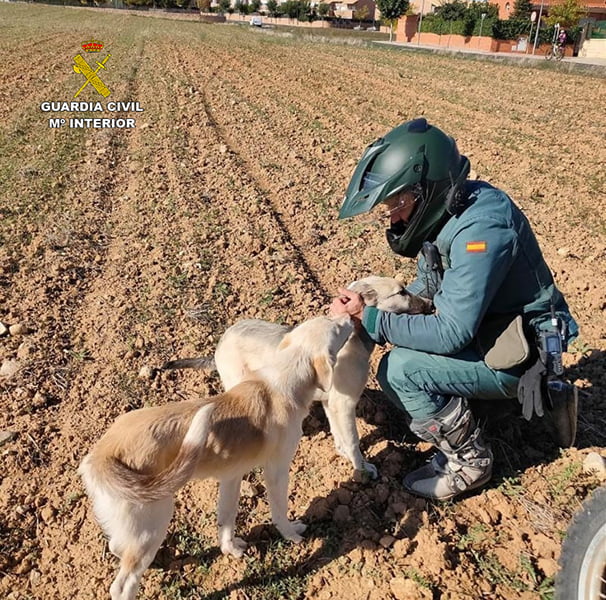El SEPRONA de Guadalajara denuncia más de 100 infracciones relacionadas con el bienestar animal y la protección de los animales domésticos