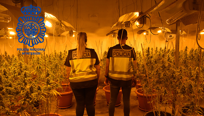 La Policía Nacional desmantela una plantación “indoor” de marihuana en Cabanillas del Campo