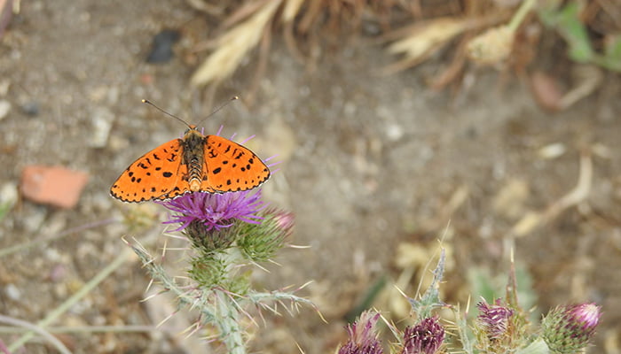 Las mariposas diurnas tiñen de color los prados y bosques de la Sierra Norte de Guadalajara