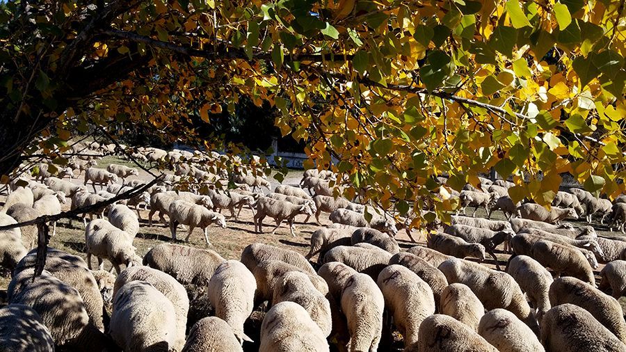 ovejas-arbol