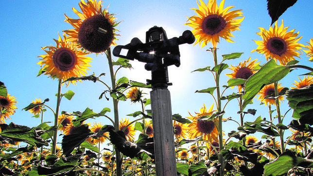 pie de foto un aspersor entre girasoles en le c2 97n | Liberal de Castilla
