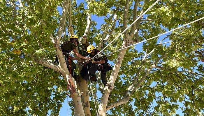 El Gobierno de Castilla-La Mancha ensalza la labor del cuerpo de agentes medioambientales de la región y apuesta por la formación en seguridad