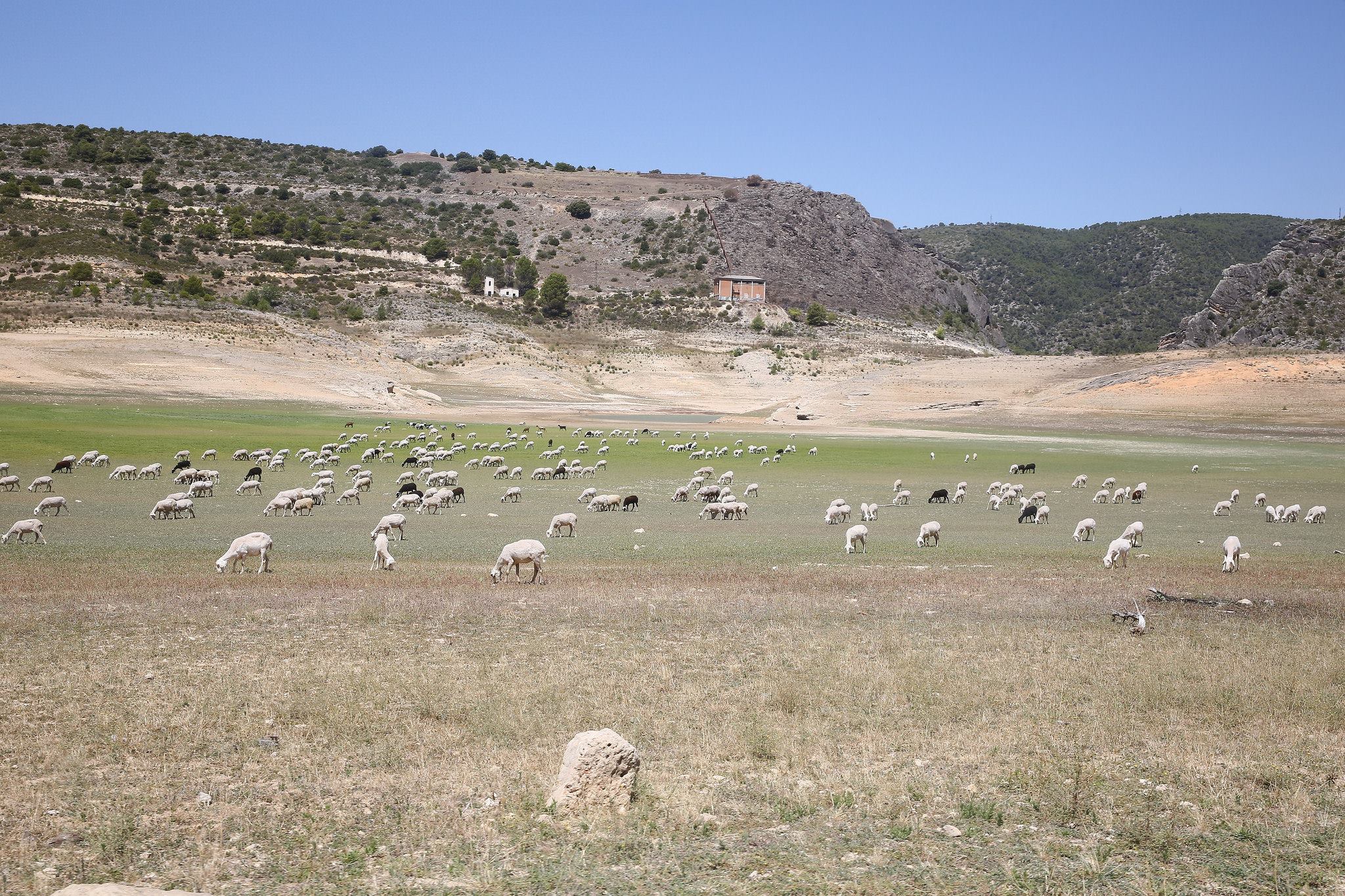 Las ovejas podrán pastar en la cabecera del Tajo durante meses los embalses están el 12,6%
