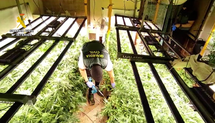 Desmantelada en Villanueva de la Torre una plantación de marihuana de alto rendimiento