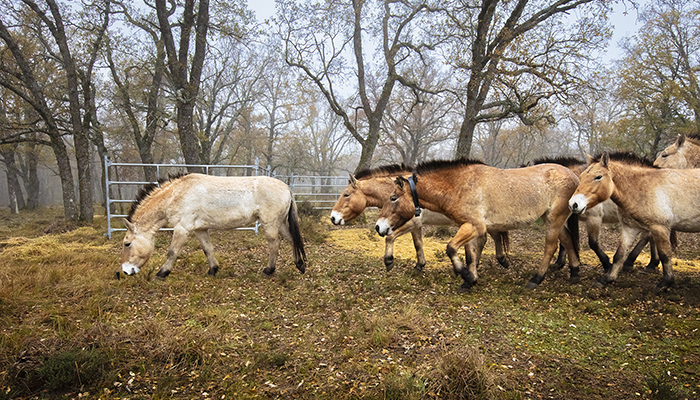 La renaturalización del Sistema Ibérico Sur trae al Alto Tajo los únicos caballos de Przewalski que pastarán en libertad en toda Europa Occidental