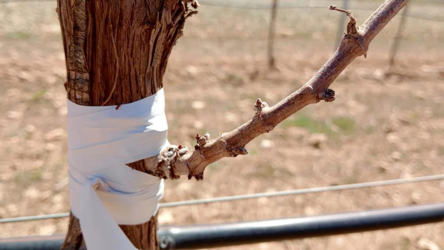 La Junta flexibiliza la normativa en torno a la reestructuración para ayudar a los viticultores a hacer frente a fenómenos como la sequía